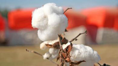 Brazilian cotton index up 5.66% in August